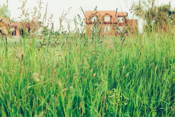Tall Grass Cutting in Spokane